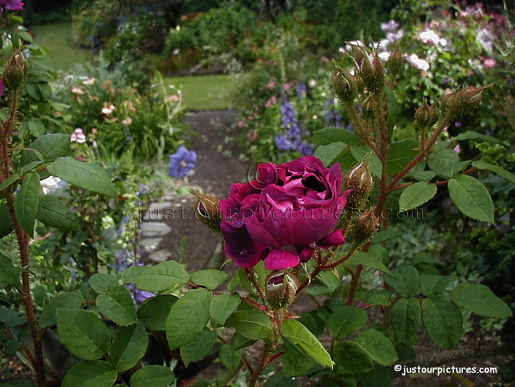 Moss rose in garden